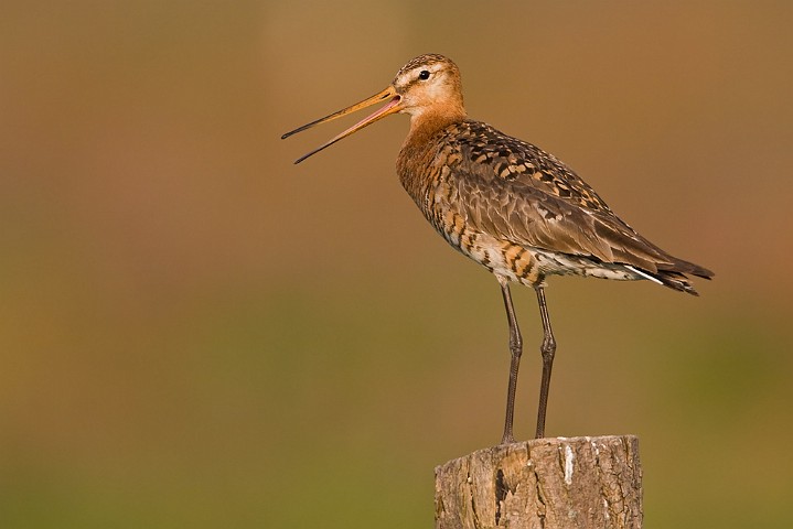 Uferschnepfe Limosa limosa Black-tailed Godwit 